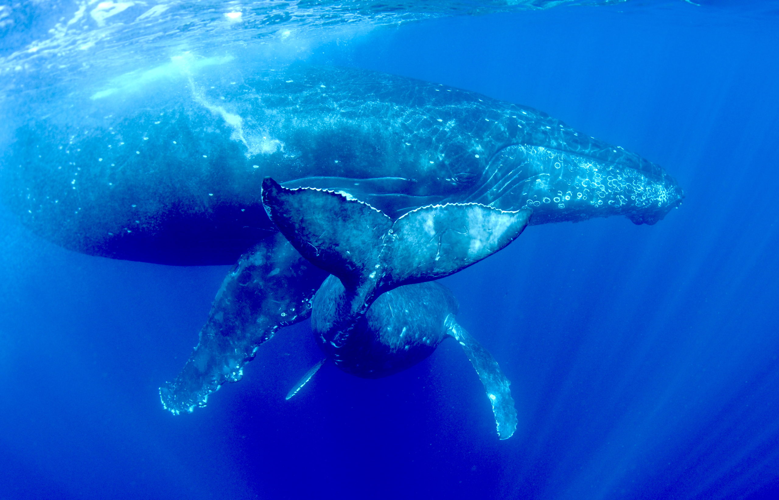 今がシーズンのザトウクジラ来年は会いに行こう‼️🐳