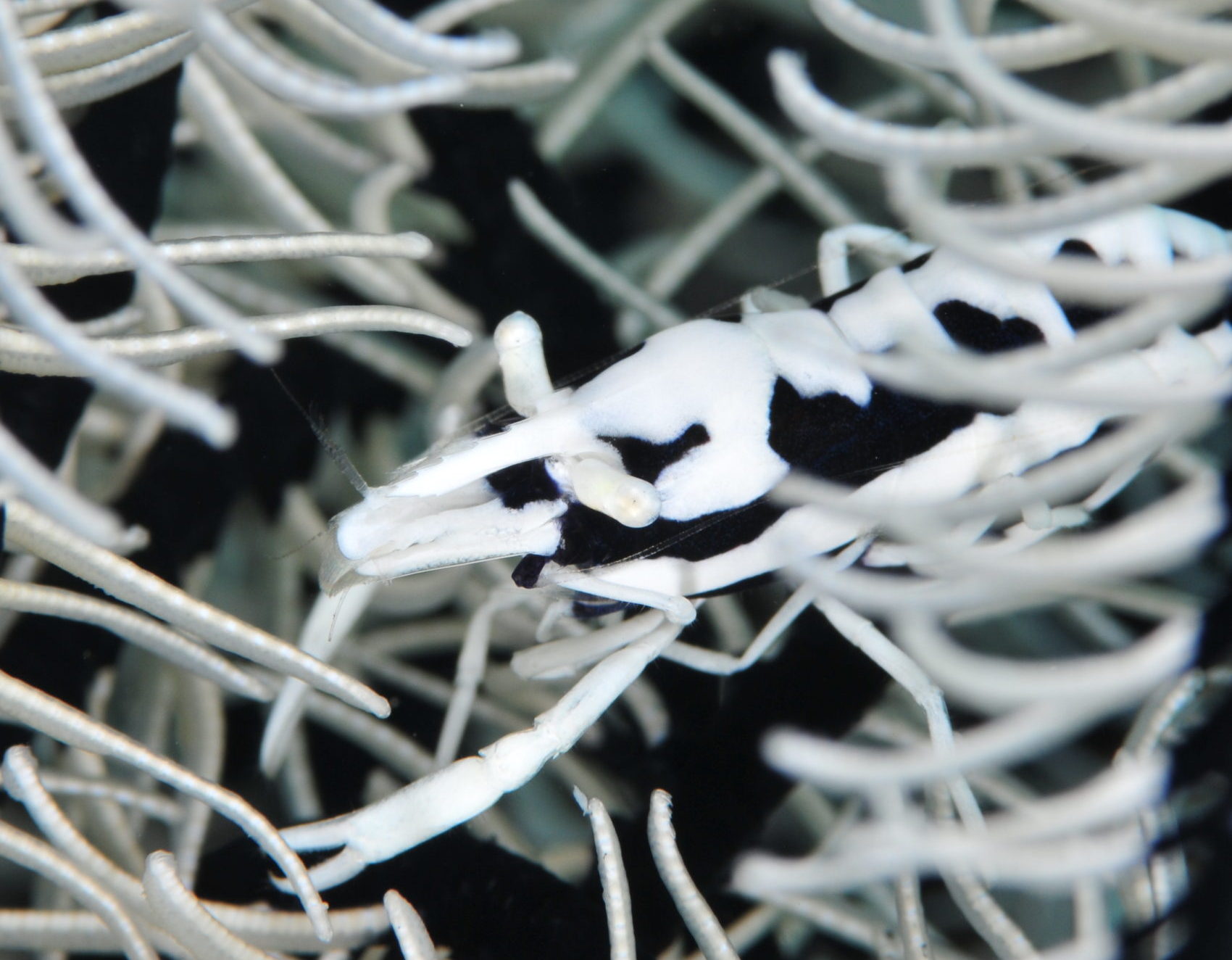 ツアー再開に伴い感染症予防、拡大防止策ついてお知らせとお願い