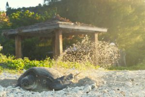 スローライフ！！