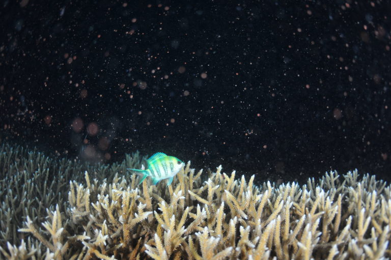 サンゴの産卵便り📨‼️