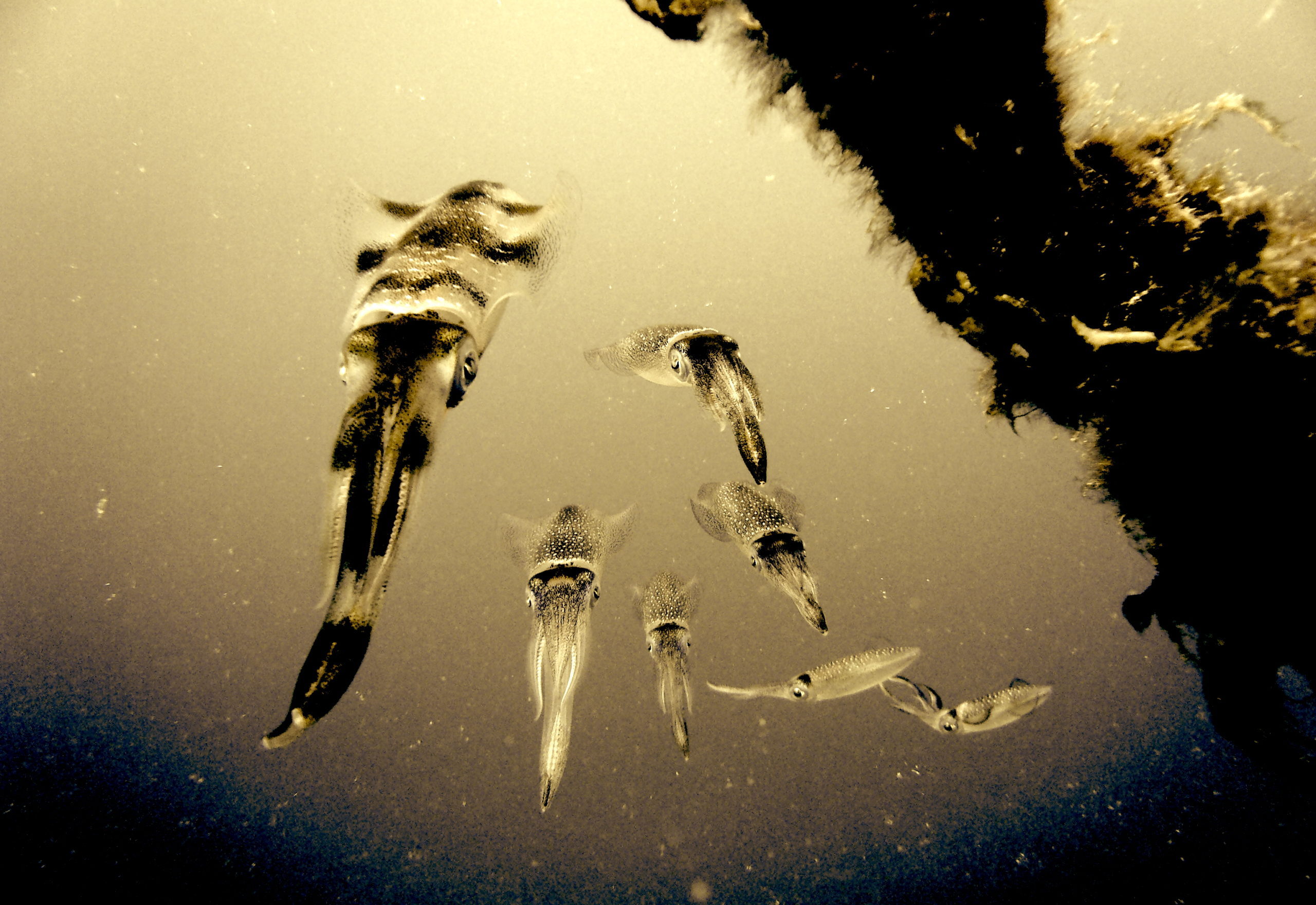 アオリイカ🦑シーズン真っ只中です!!