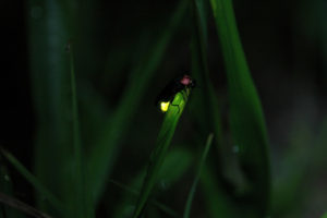 お店再開と蛍はじめました。