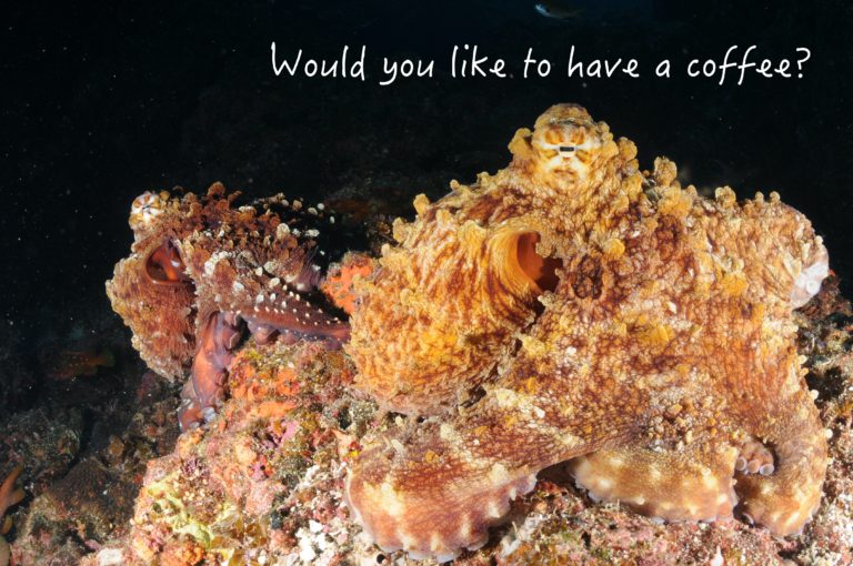 いつでも遊びにいらしてください☕️