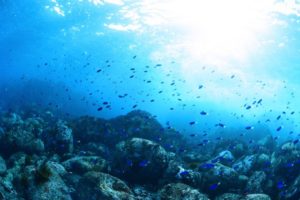 海の中のソライロ🐟