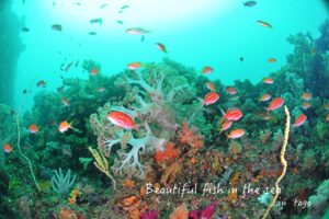 ファンダイビング in田子