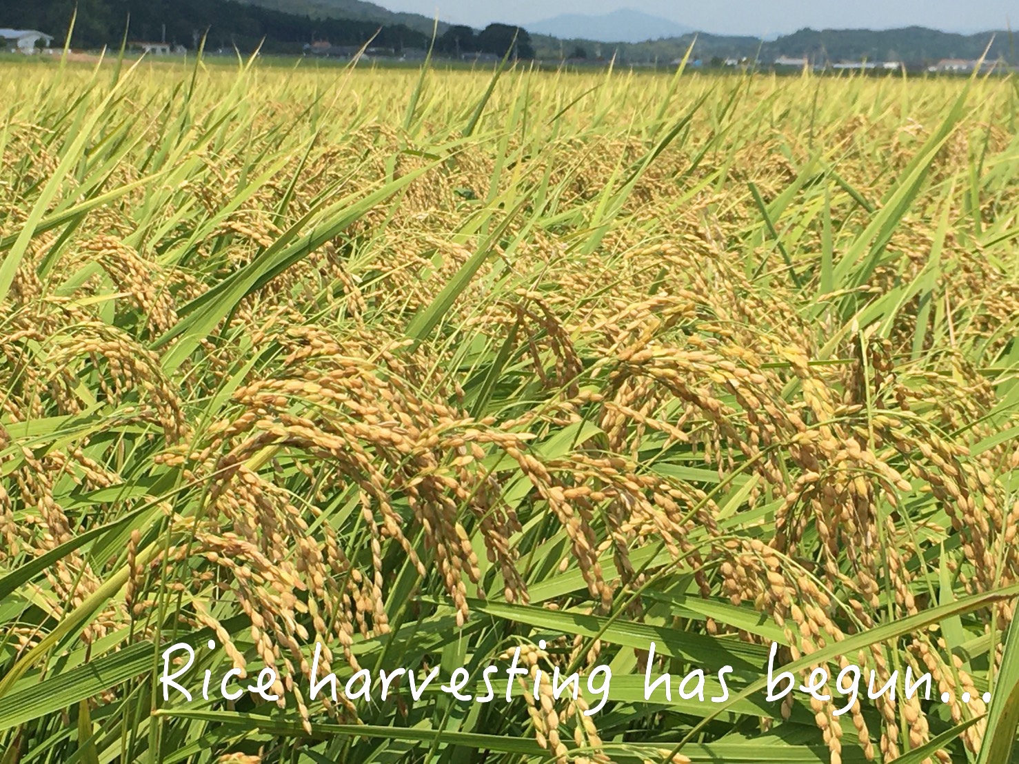 まさかのサプラ〜イズ!!