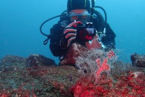 調査ダイブIN大瀬崎