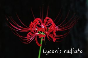 本日は、オープンウォーターの学科講習です！！