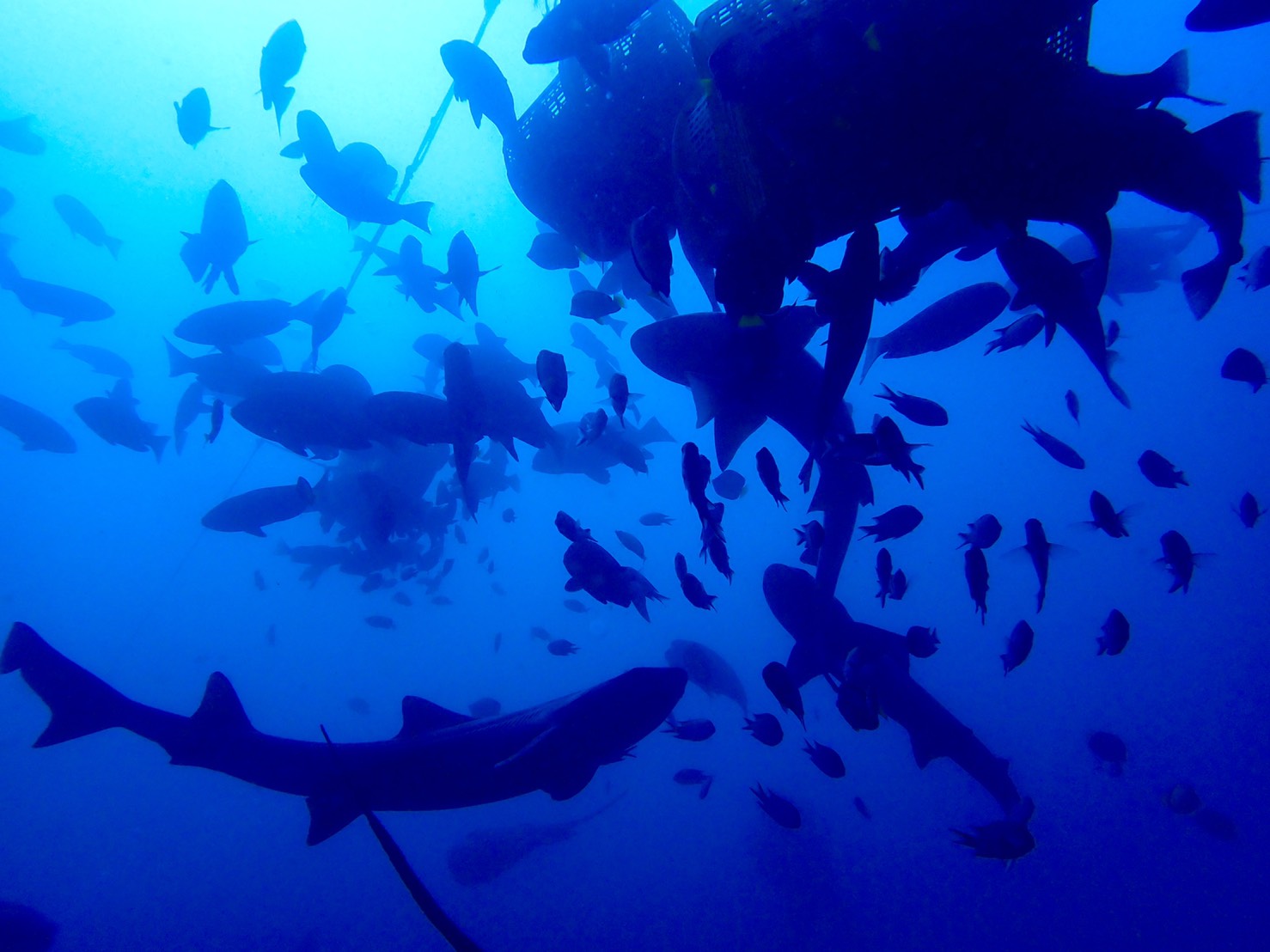 あっちもこっちもサメ〜♪( ´θ｀)