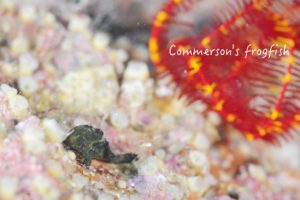 寒くてもすっごく寒くてもギョサン で帰る。