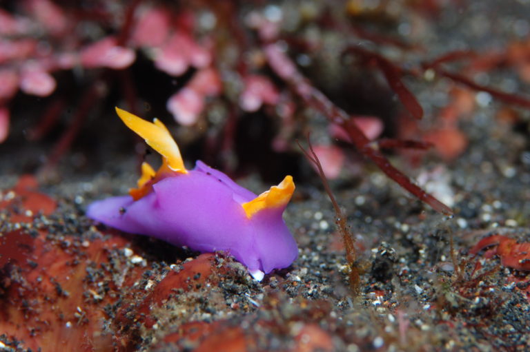 オープンウォーターダイバー講習( ˊ̱˂˃ˋ̱ )