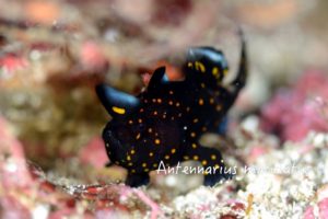 初見のクロクマです。