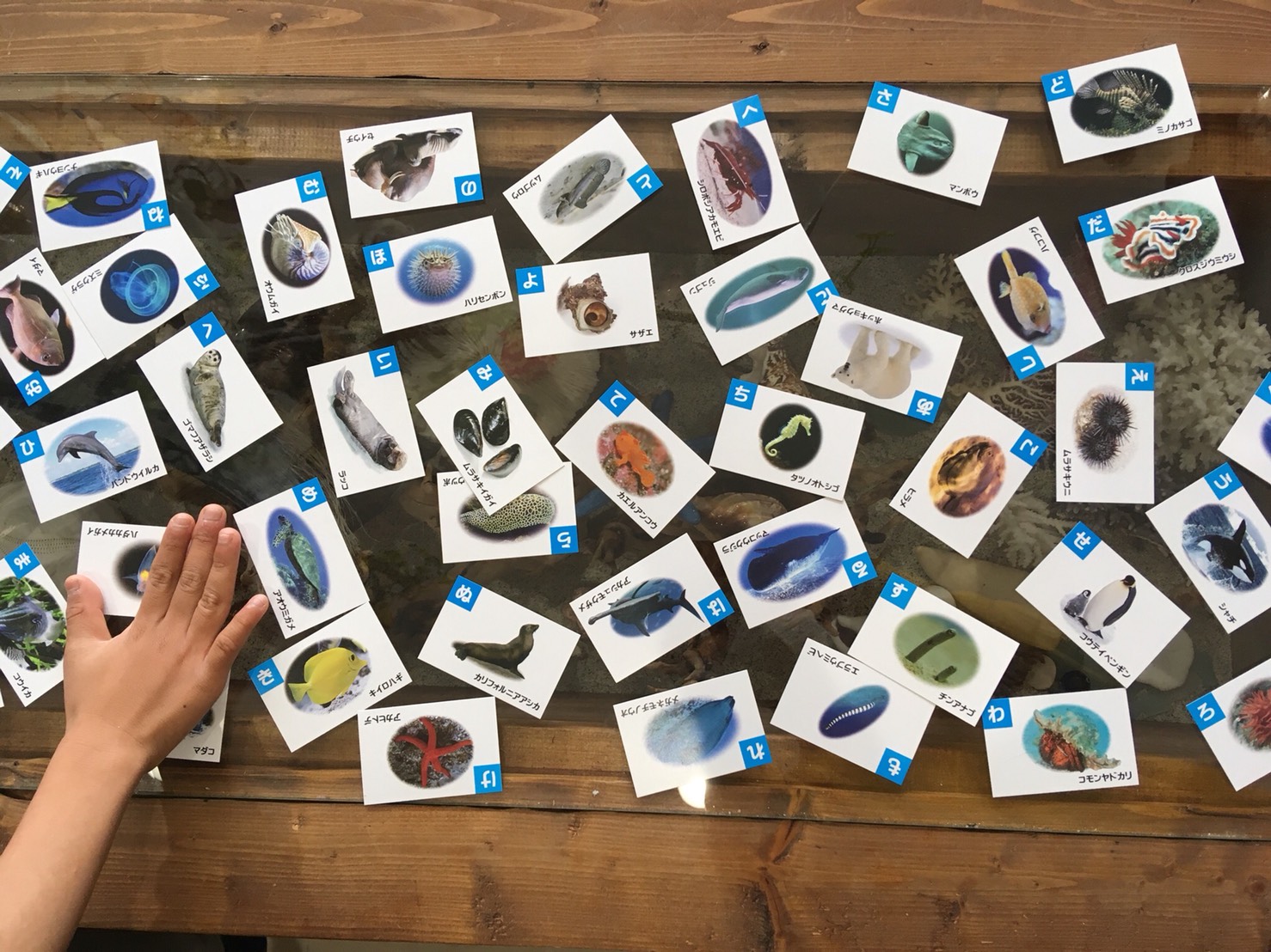 大人気ないけど・・だって