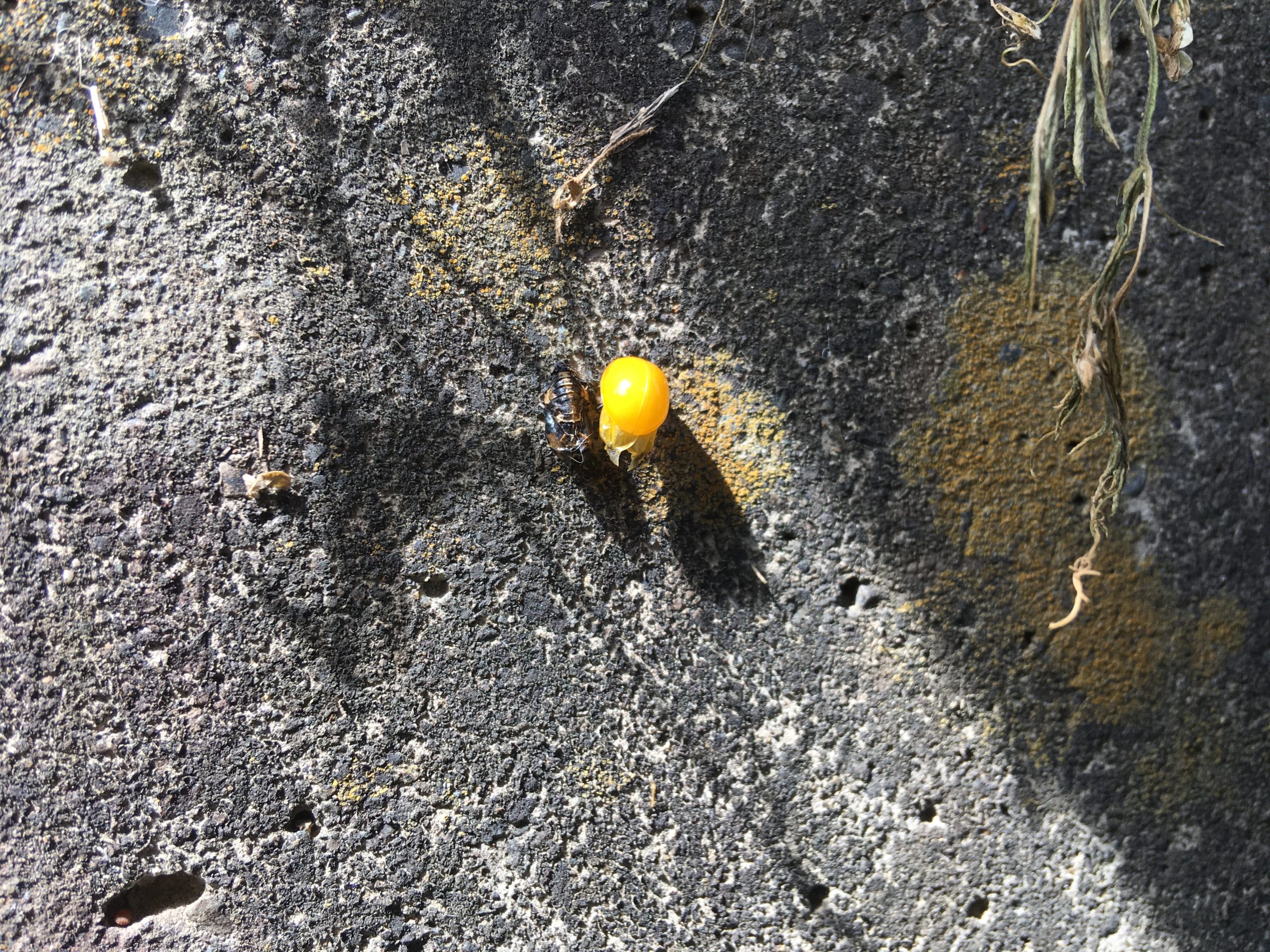 写真がなくて・・m(_ _)m