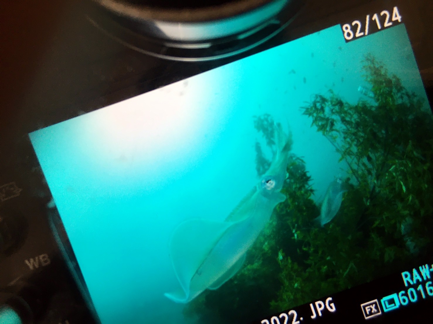 からの〜ダイビング！！