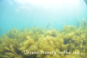 本日は、子供の日。