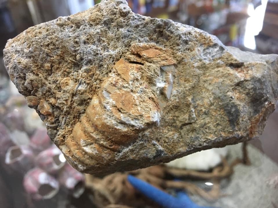 ウミユリの化石