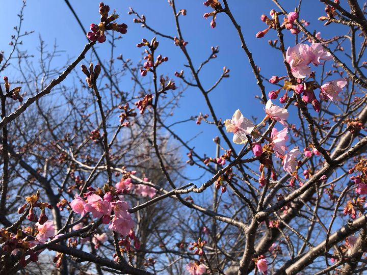 桜の便り