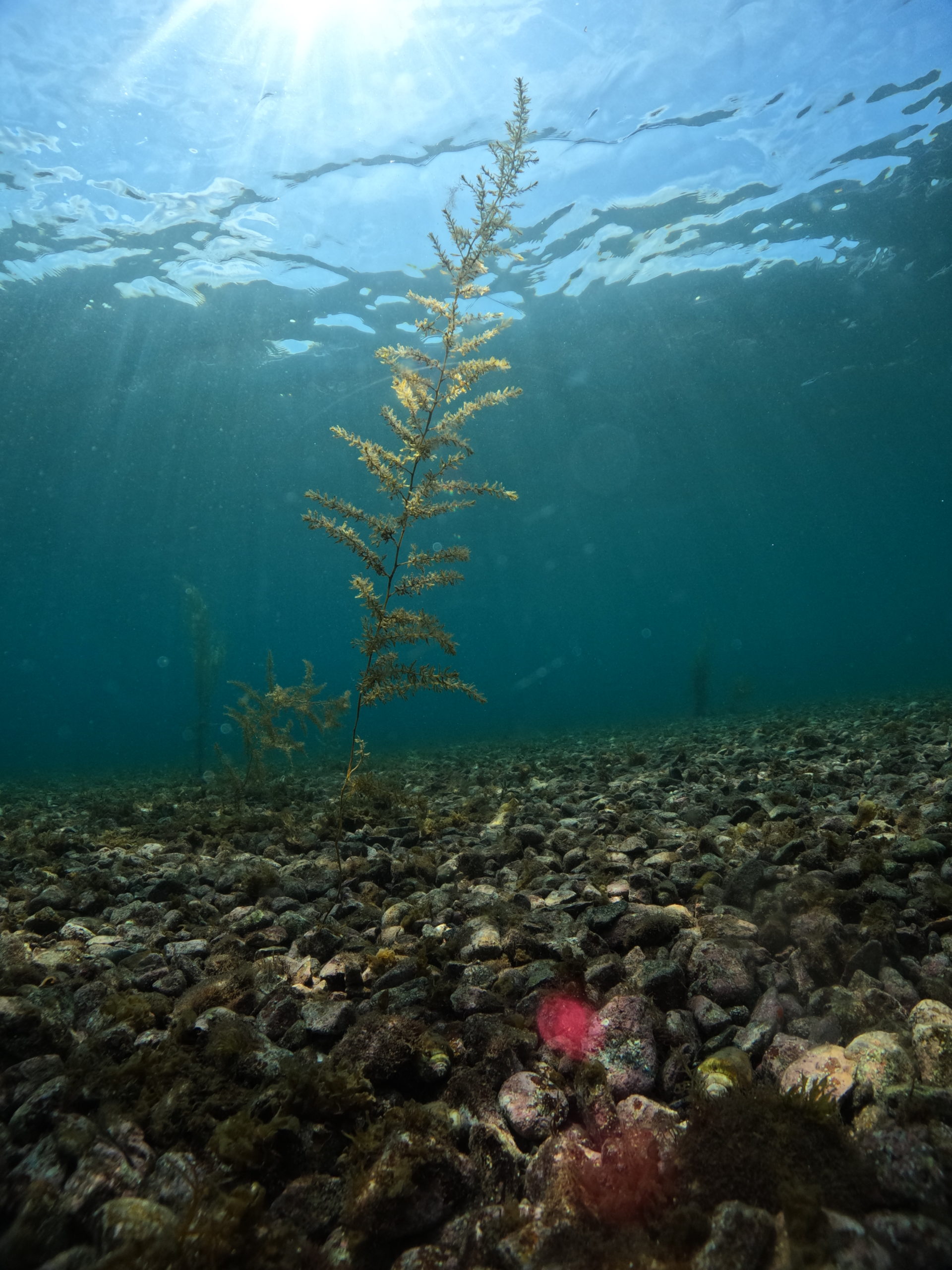 【大瀬崎ダイビング】初カメラ撮影＆仲良し夫婦と海中さんぽ