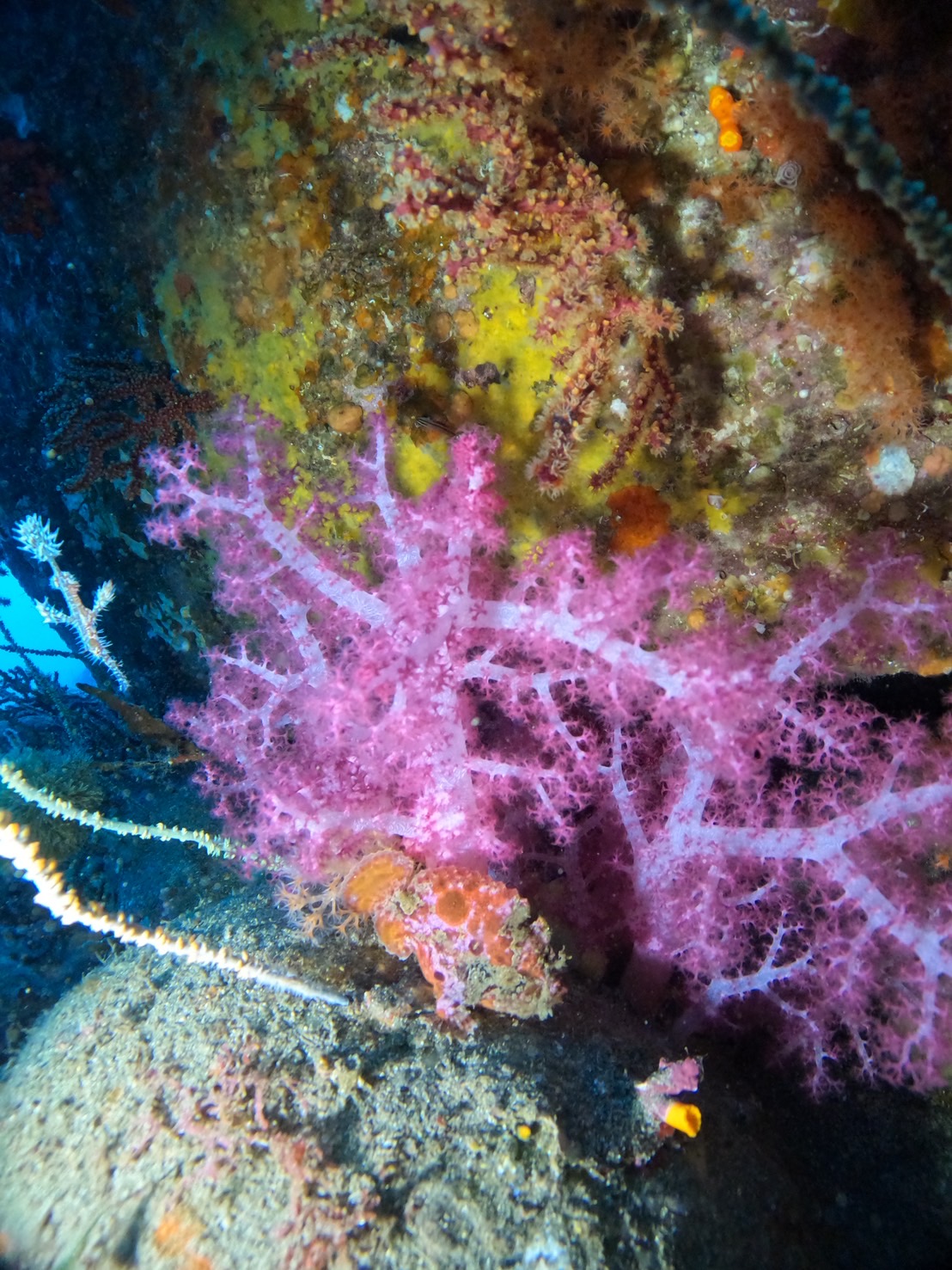 【伊豆・井田でダイビング】ホンダワラの森とチラ見えアオリイカ！