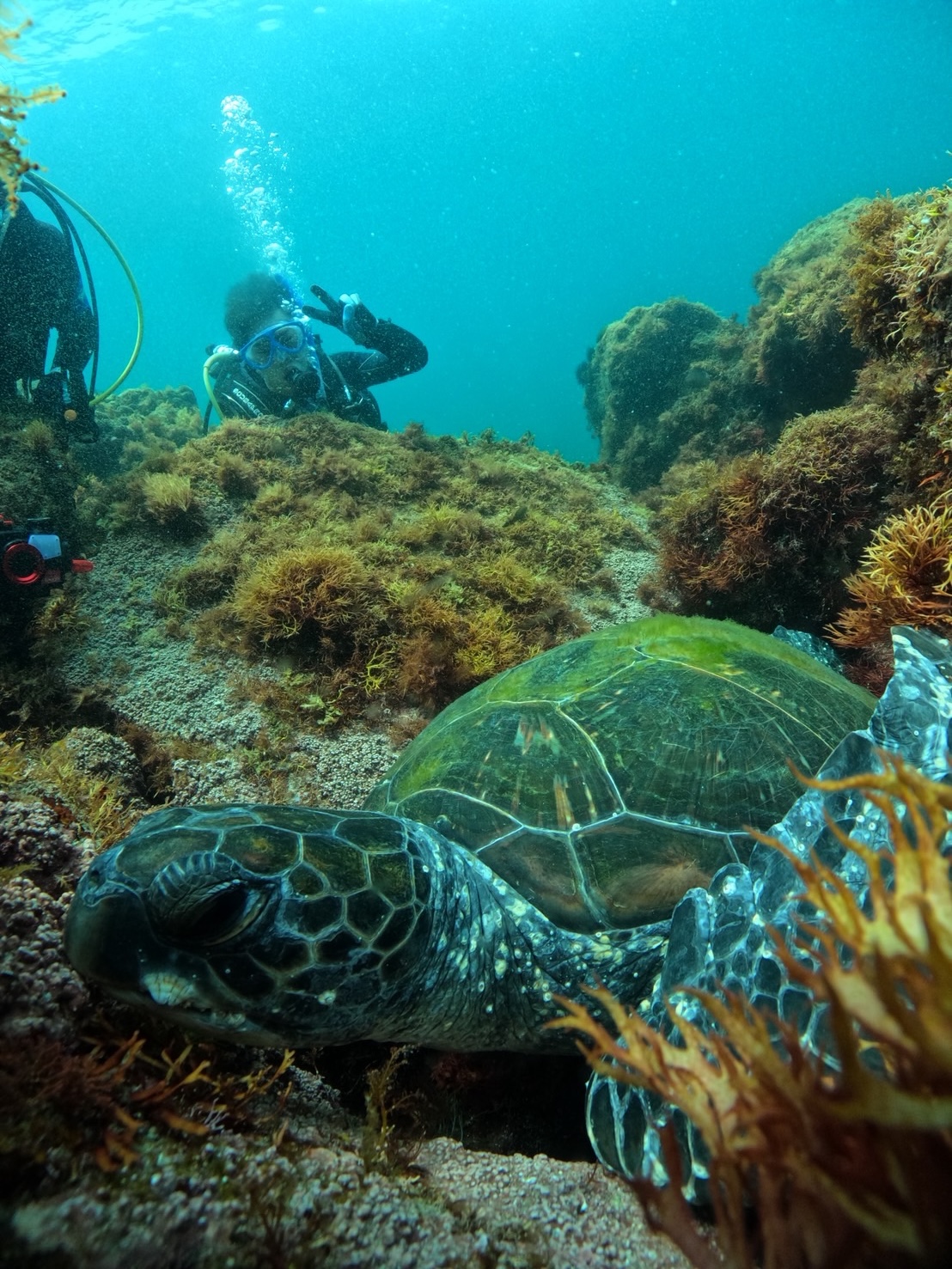 川奈でウミガメ会いたくて