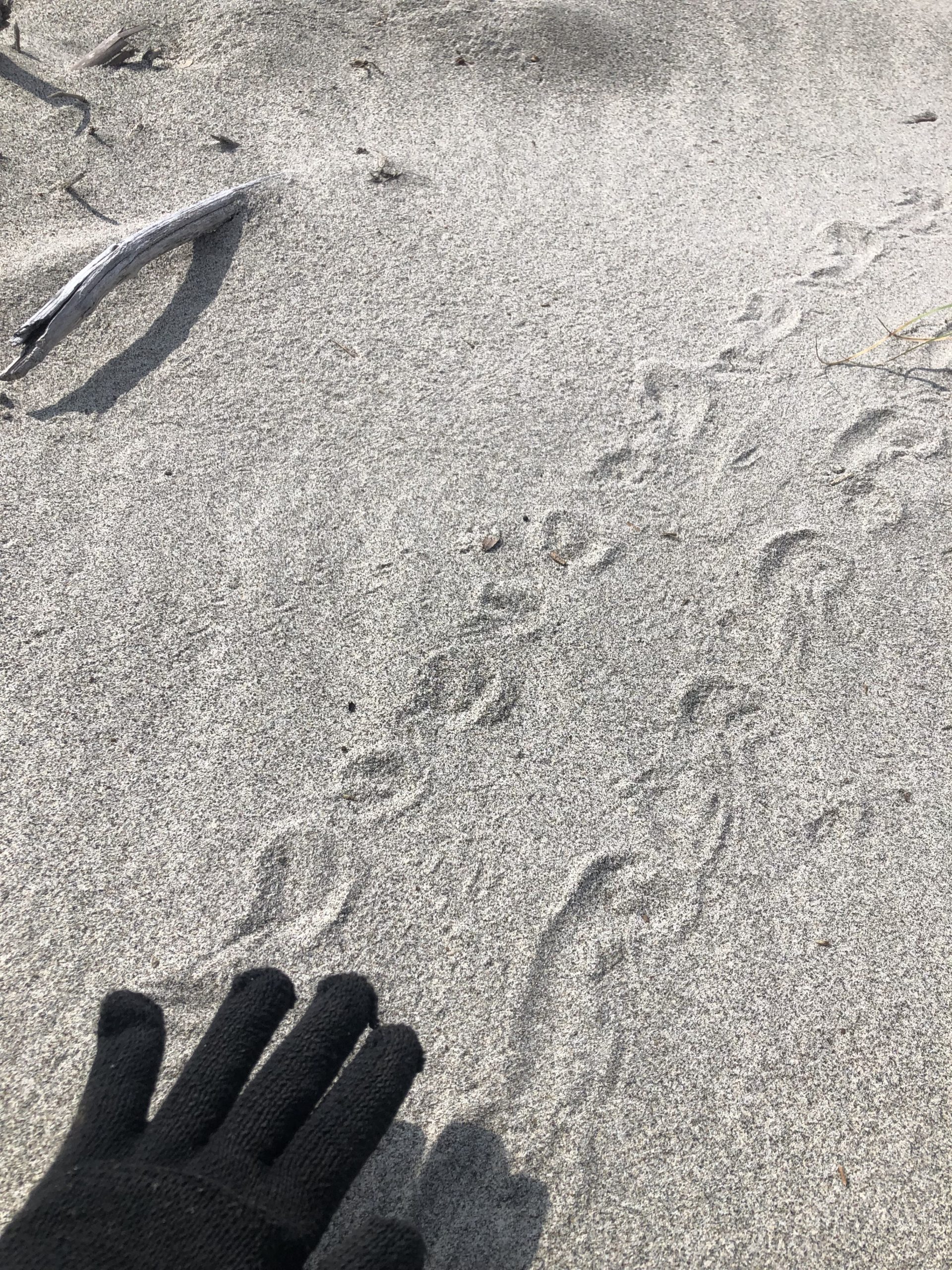 足跡見つけたよ！