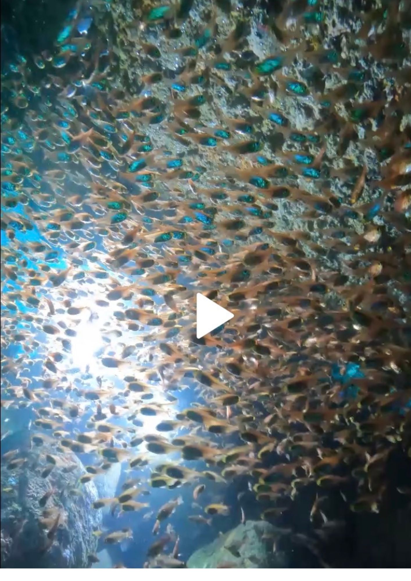 お泊まり雲見ダイブ