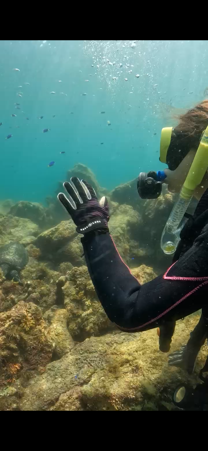 【アオウミガメに出会えた!川奈にダイビング行ってきました】