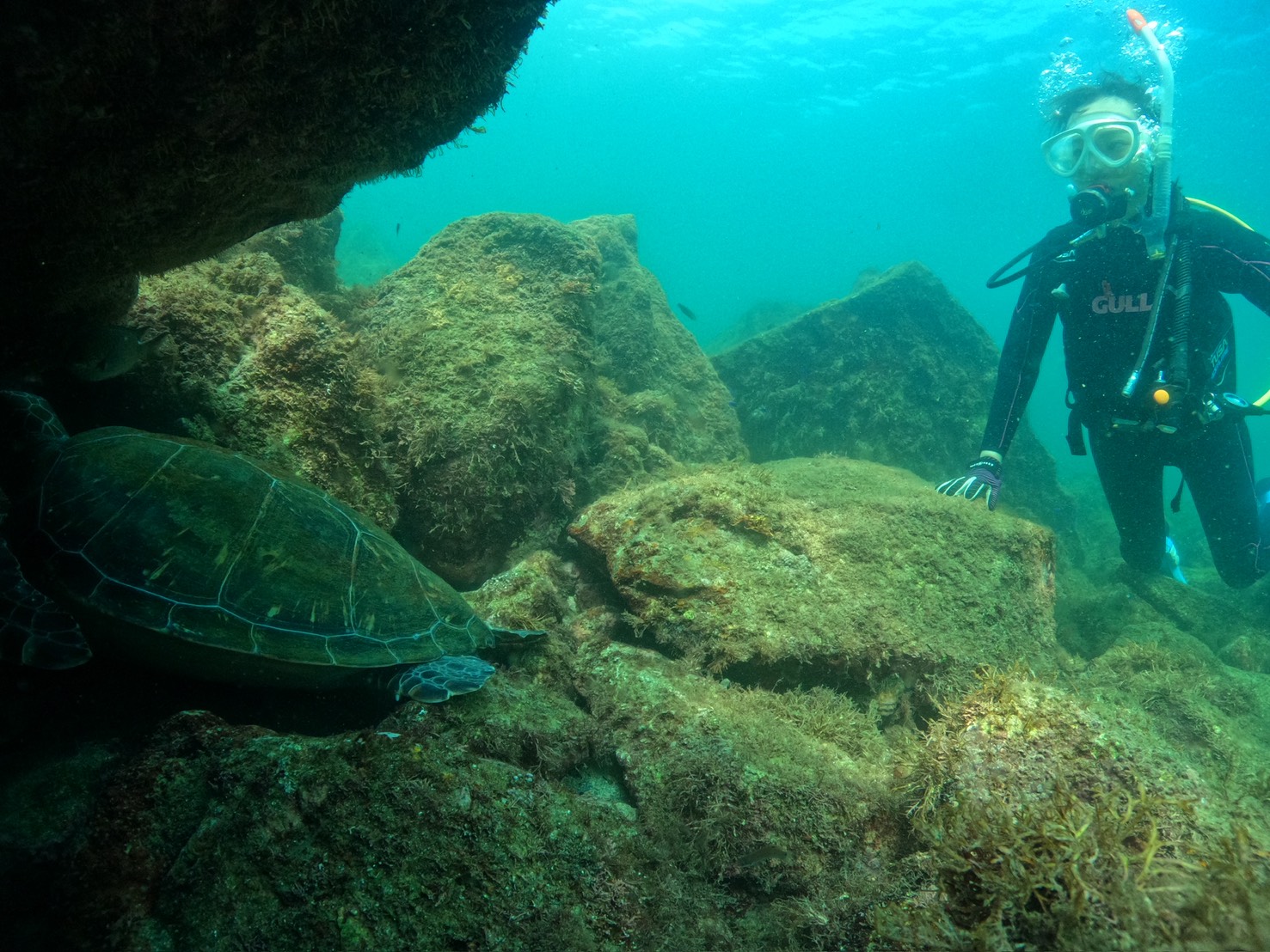 【久しぶりの川奈ダイビング】