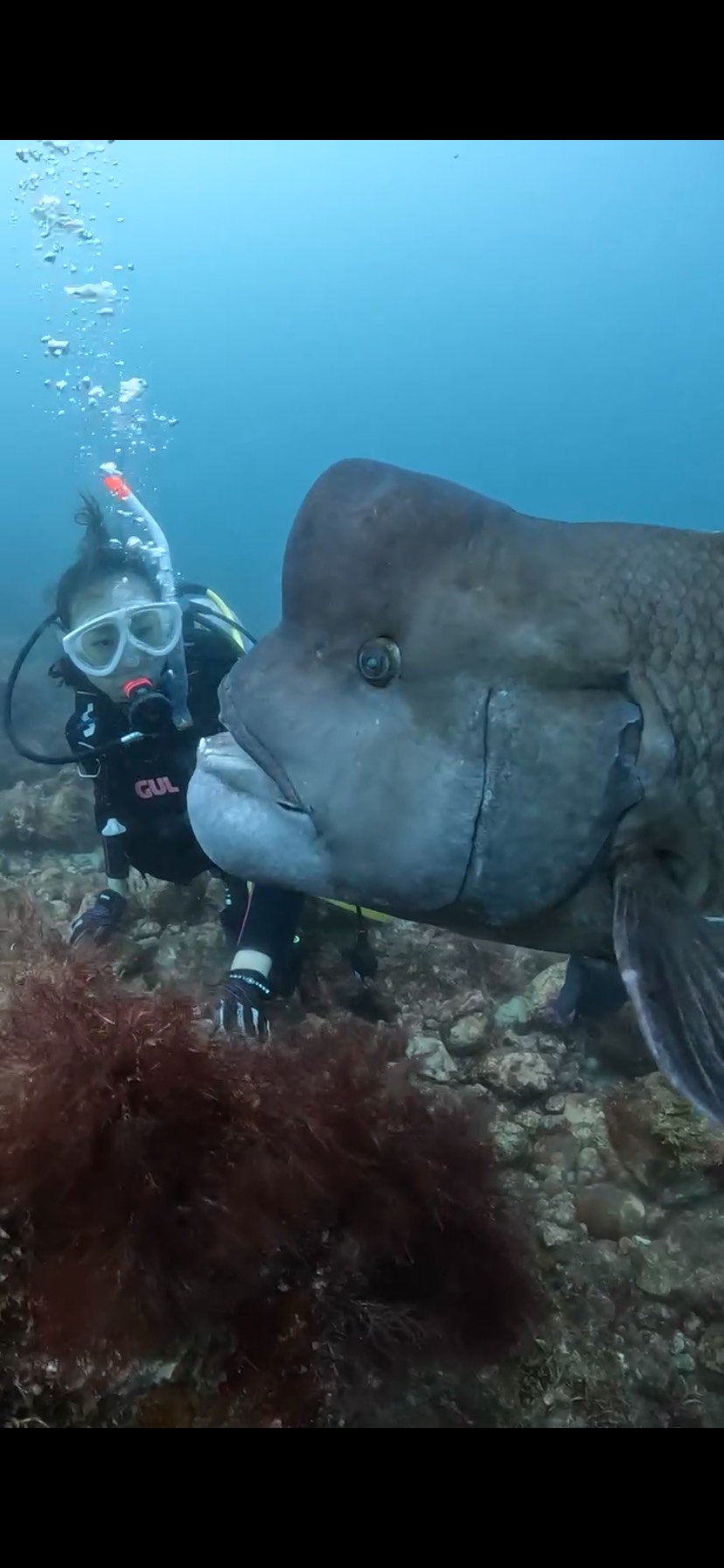 【久しぶりの初島ダイビング！】