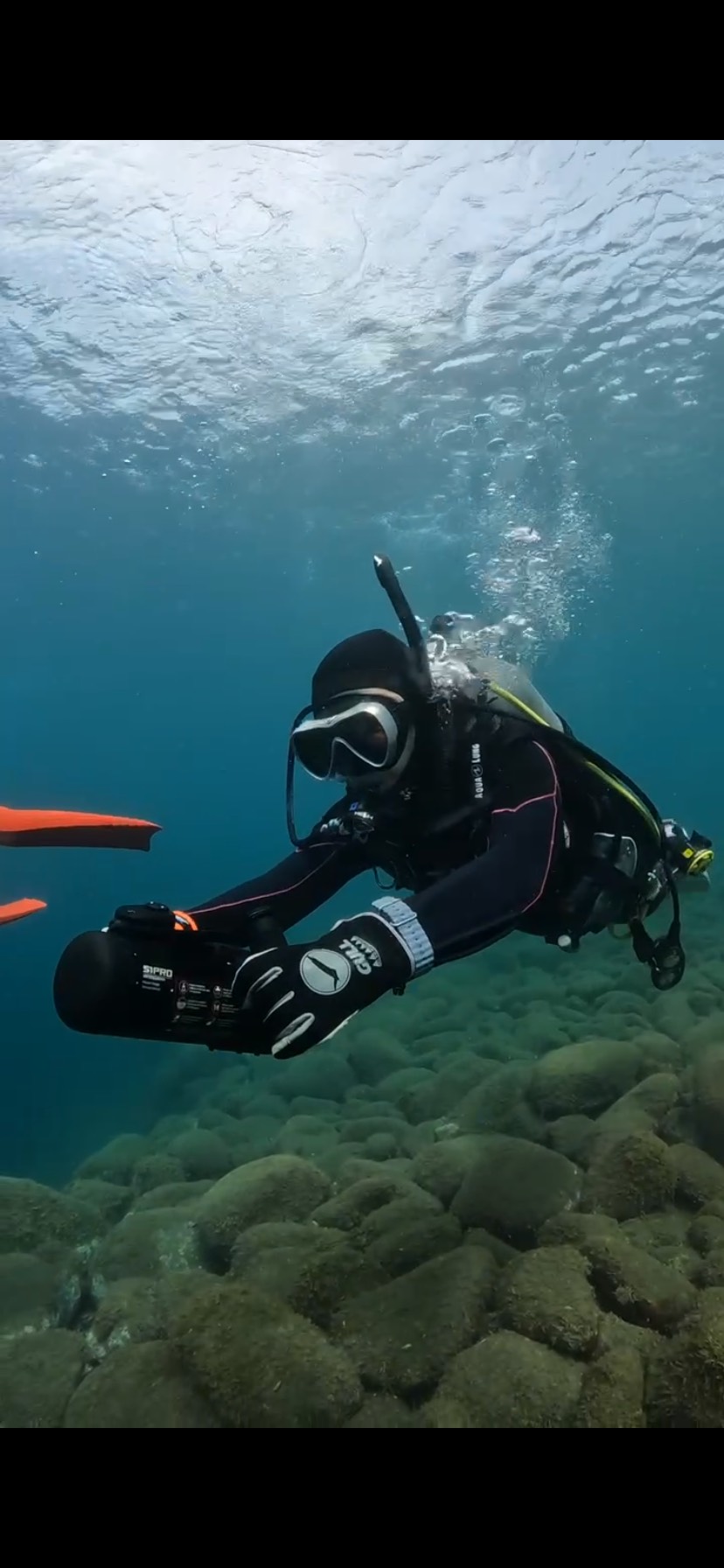 【井田で秋を感じるダイビングしてきました！】