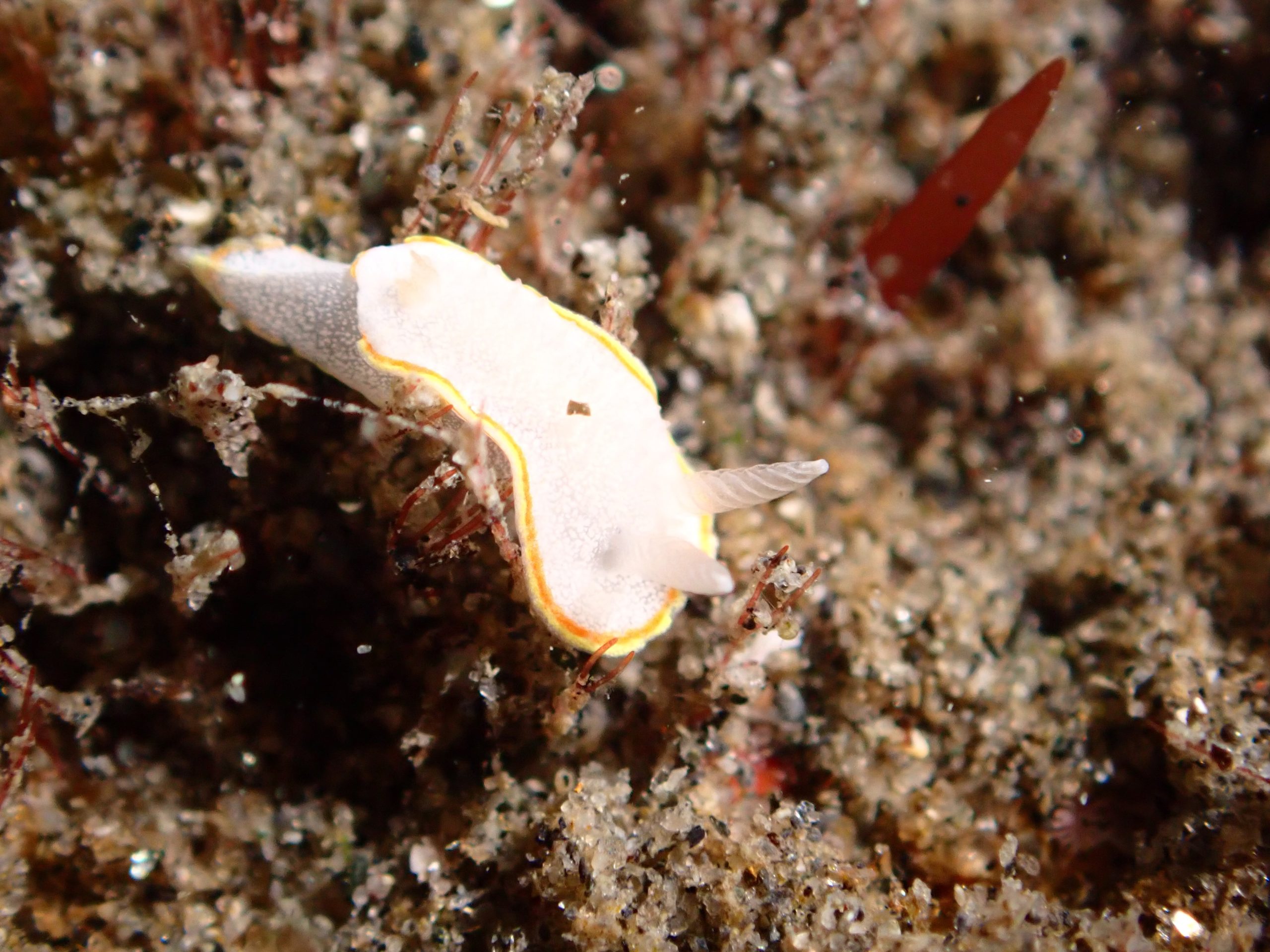 【浜名湖ダイビング、そろそろウミウシシーズン突入？】