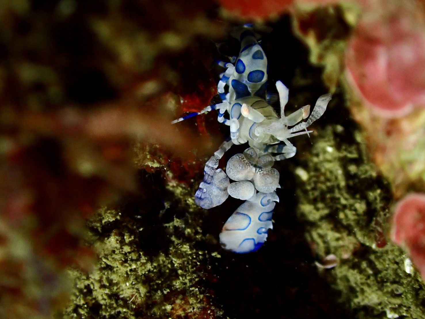 【田子ボートダイビング行ってきました！】