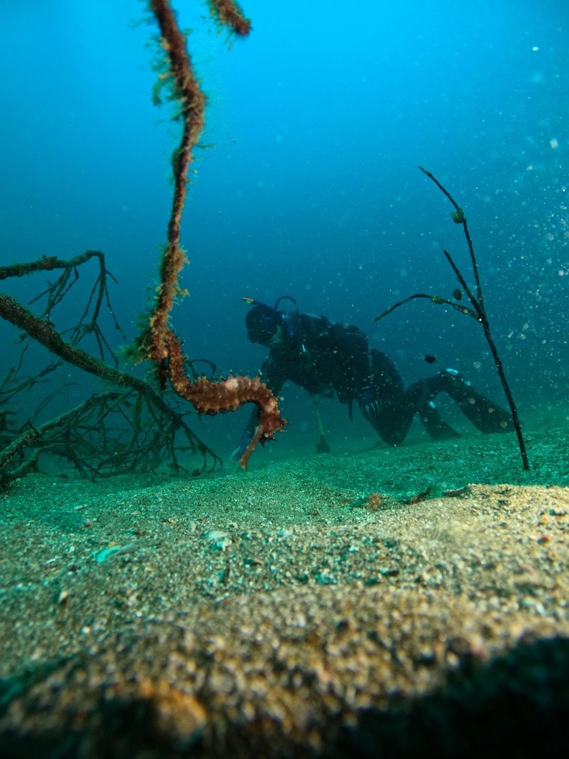【黄金崎ダイビングブログ：今季ラストのウエット！】