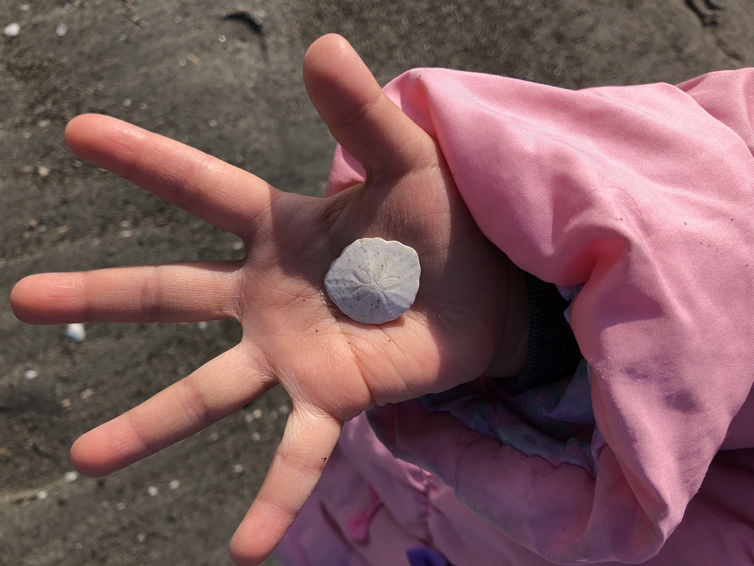 月１ビーチクリーン＆ビーチコーミング