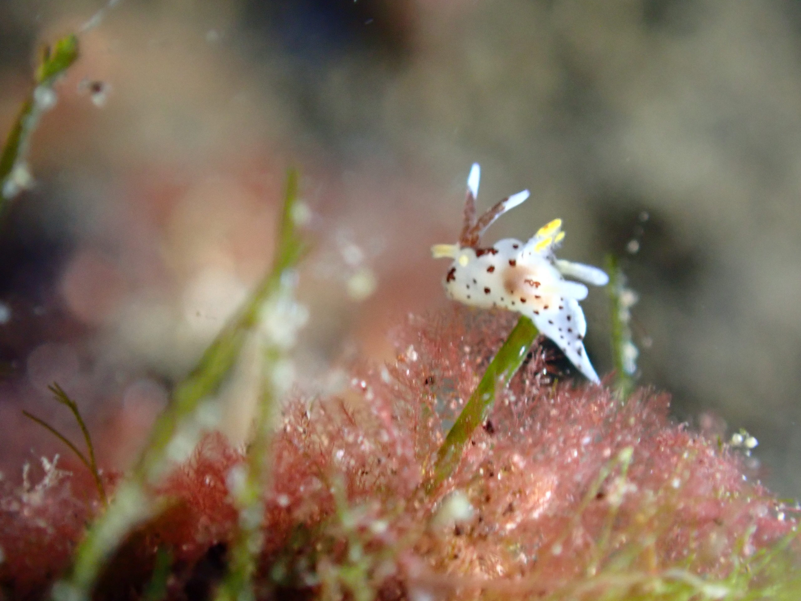 【先週末は大瀬崎三日間!!】