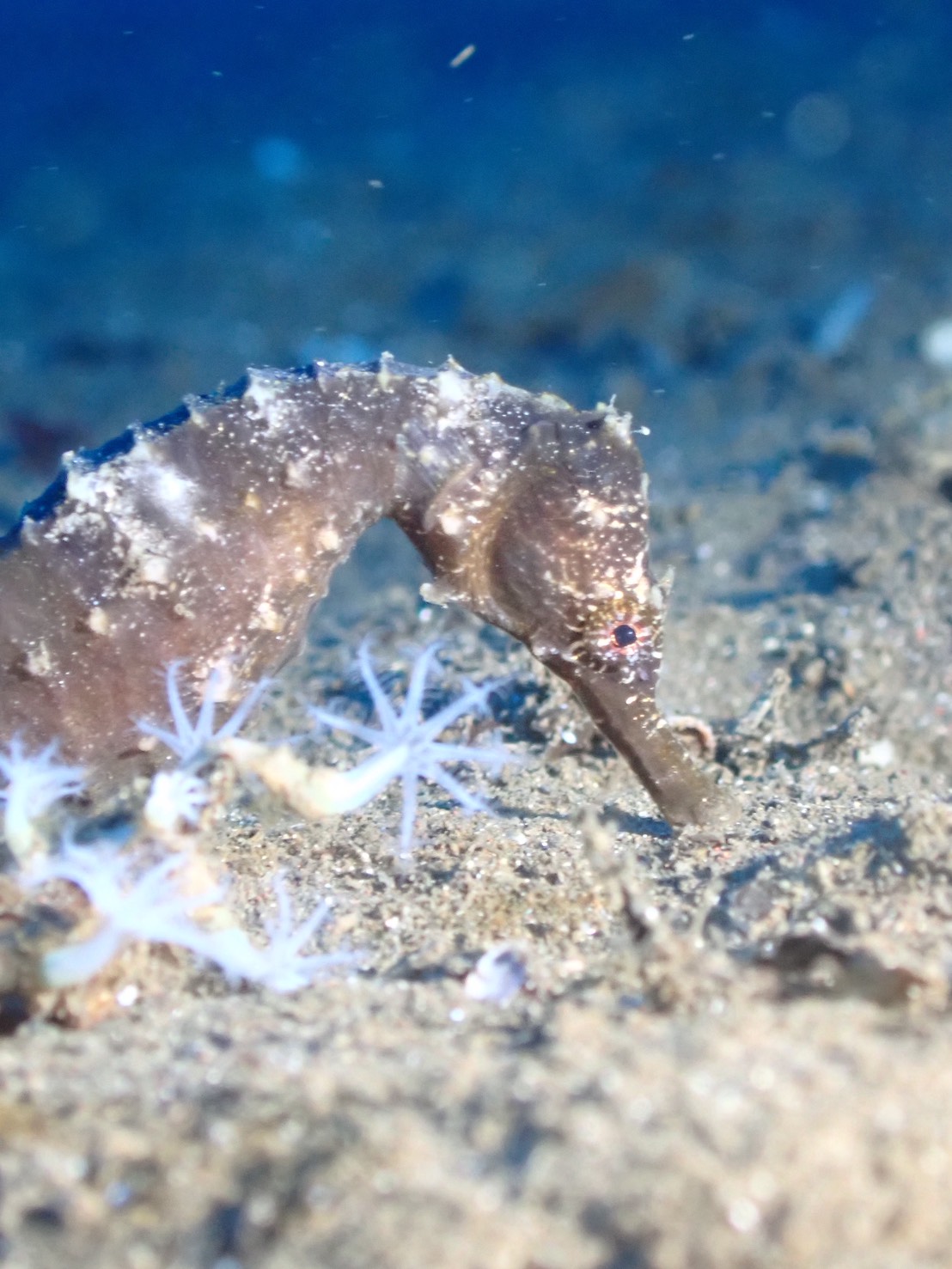 【年末 大瀬崎ダイビング】