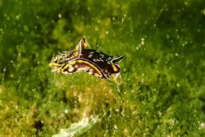 【浜名湖ダイビングログ】