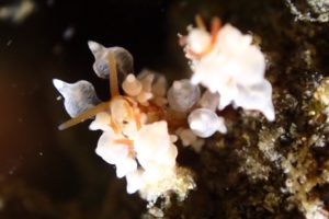 【浜名湖ダイビングログ】